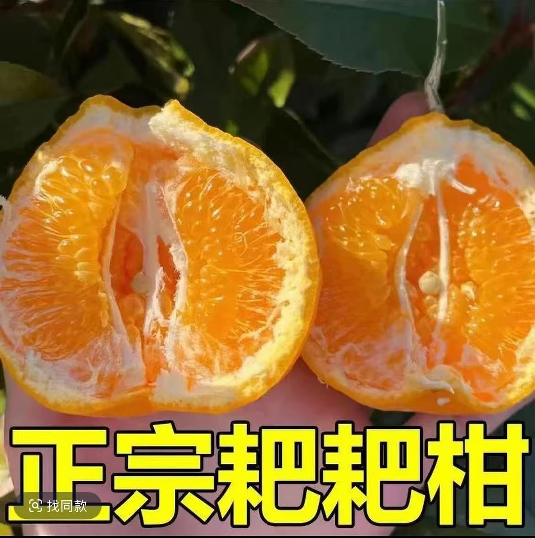 新鲜耙耙柑肉厚多汁新鲜采摘应季水果现摘现发