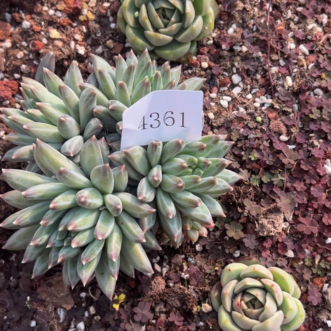 5***姐4361肉多么多么多么