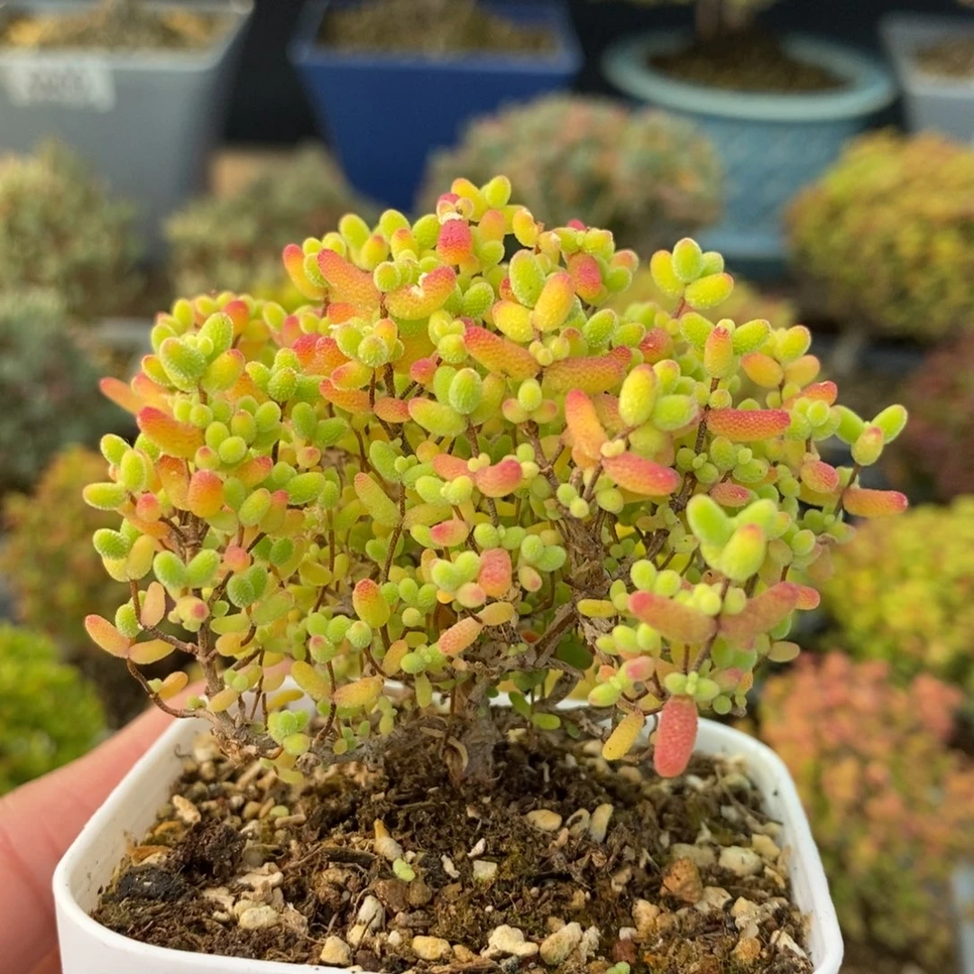 0781蜜橘糖球 。
