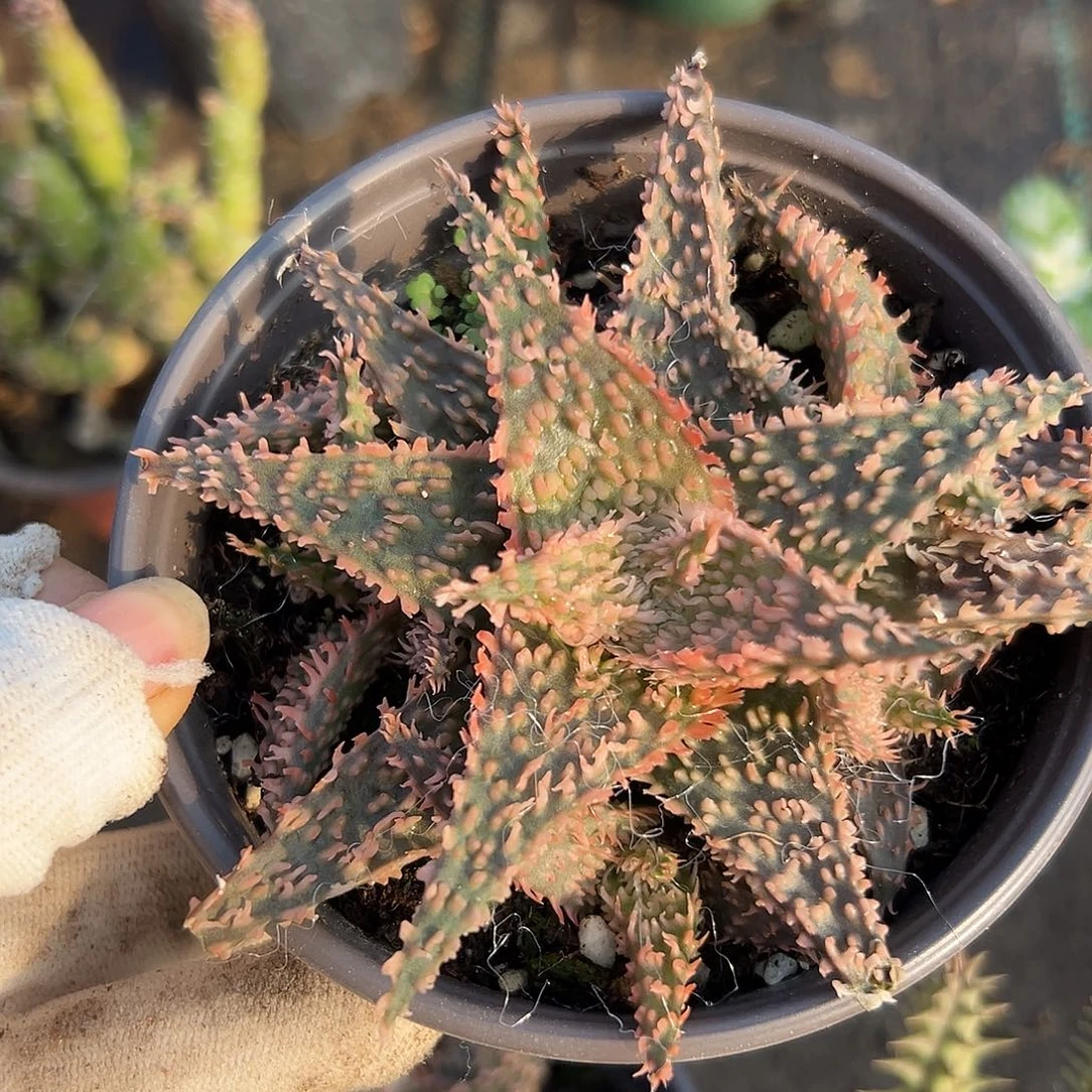 园艺芦荟呃呃呃呃呃呃呃呃呃