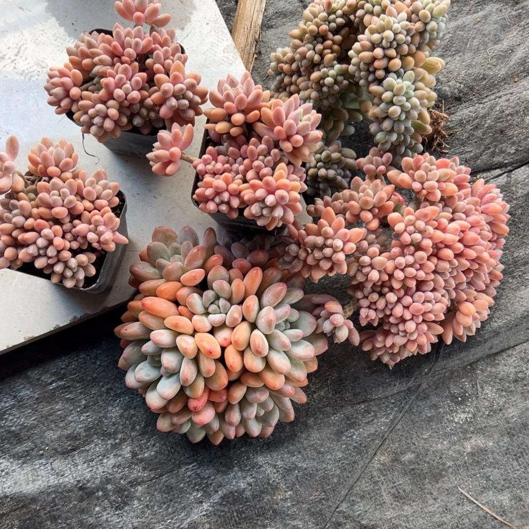 新***新老邹多肉一物一拍11111