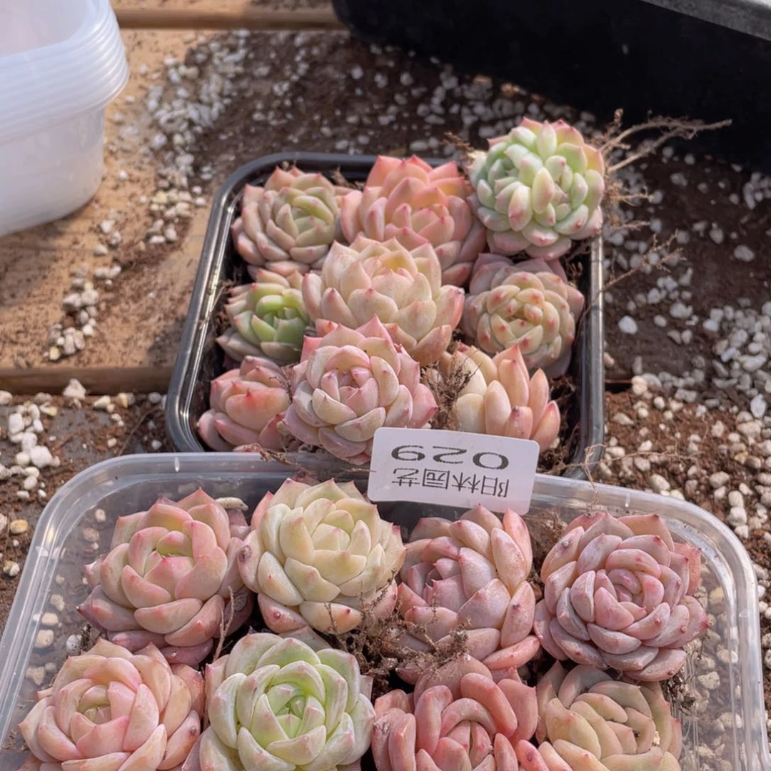 沫*多肉植物多肉植物29