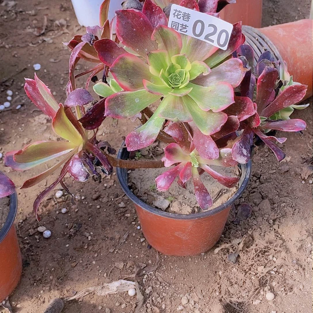 20 号20元包邮不包断枝年后发货