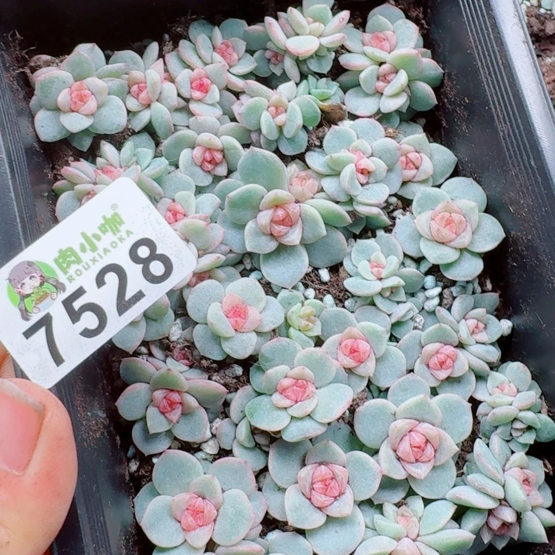 大***妮多肉植物多肉植物