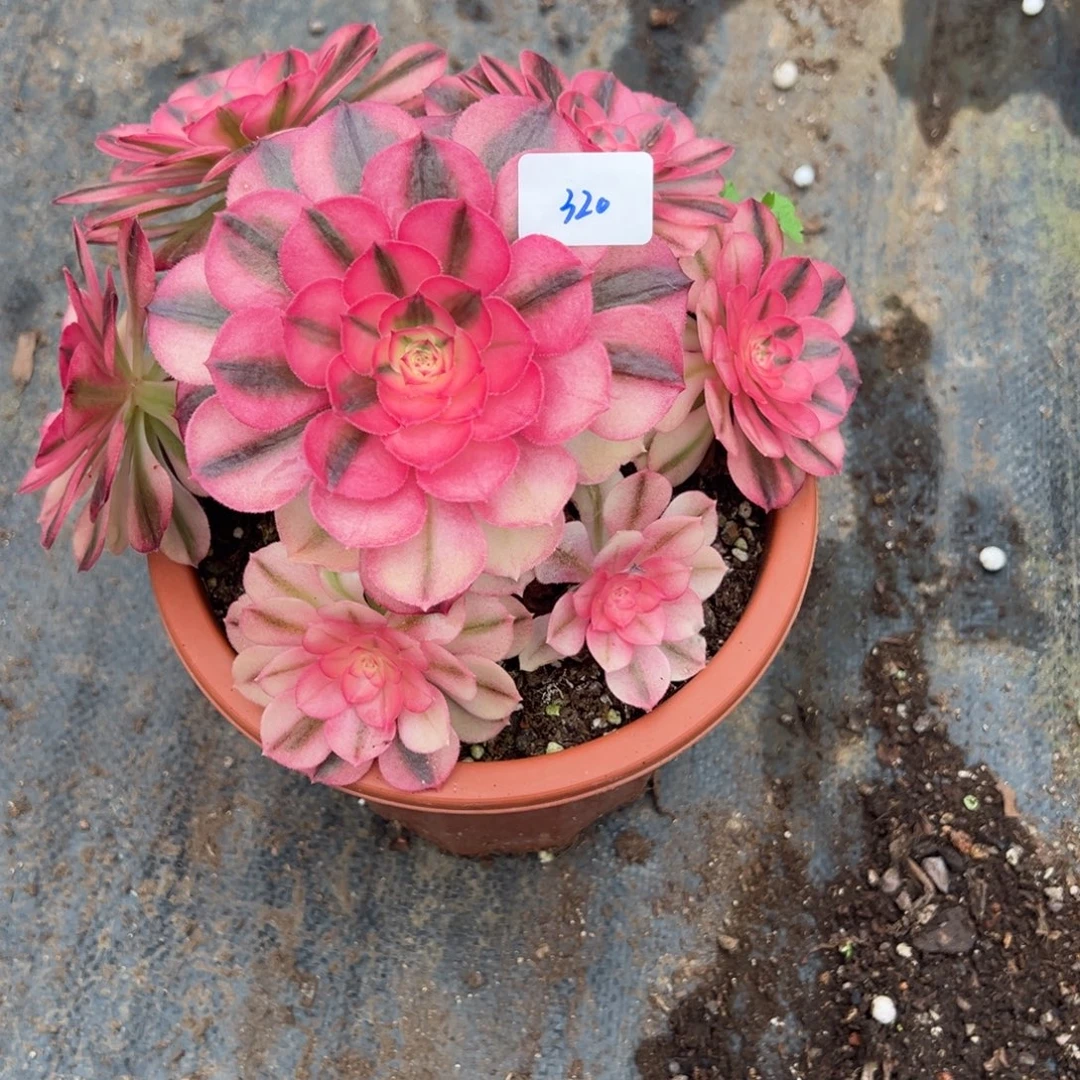 x****320倾城多肉多肉多肉多肉