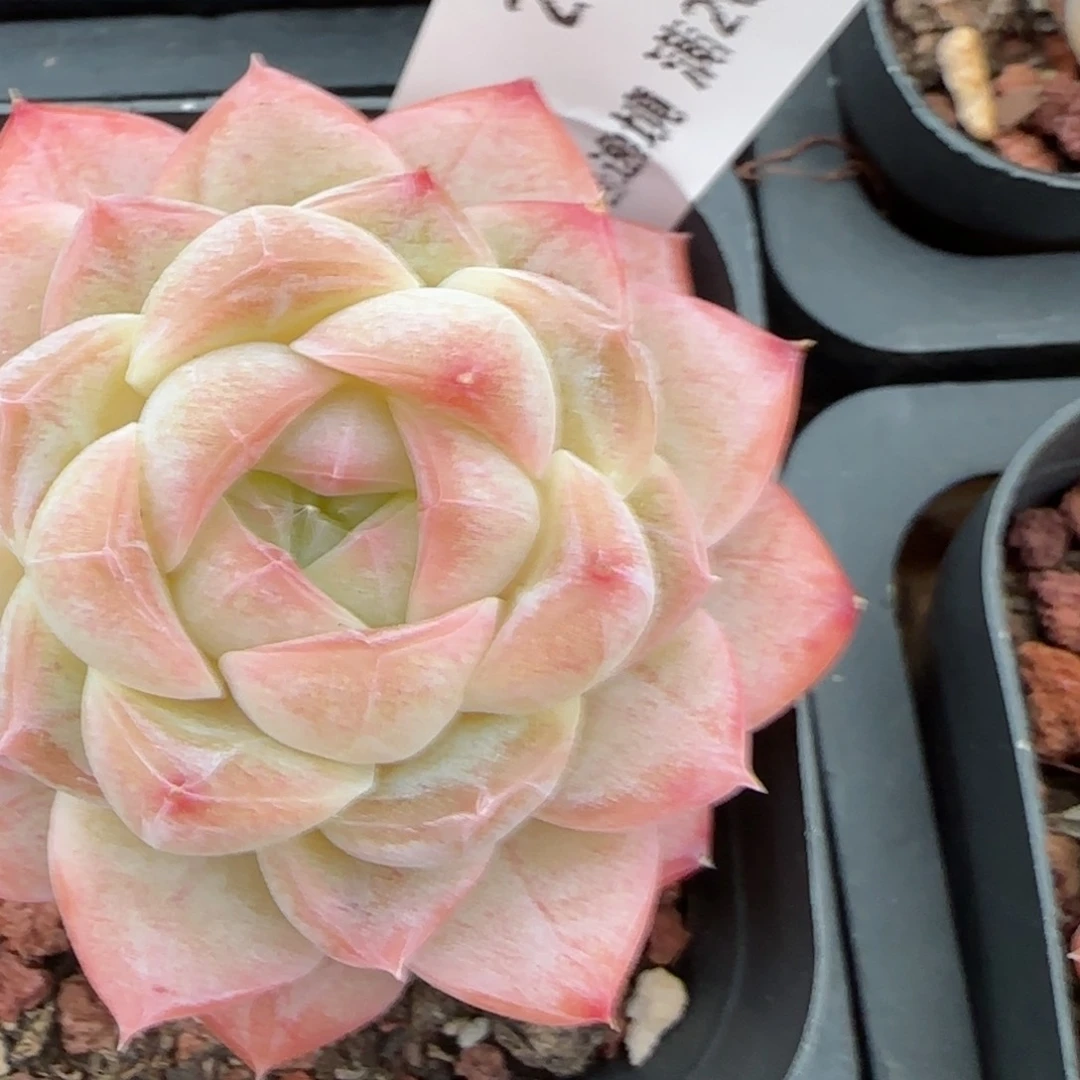 子*花语逸镜0224-83