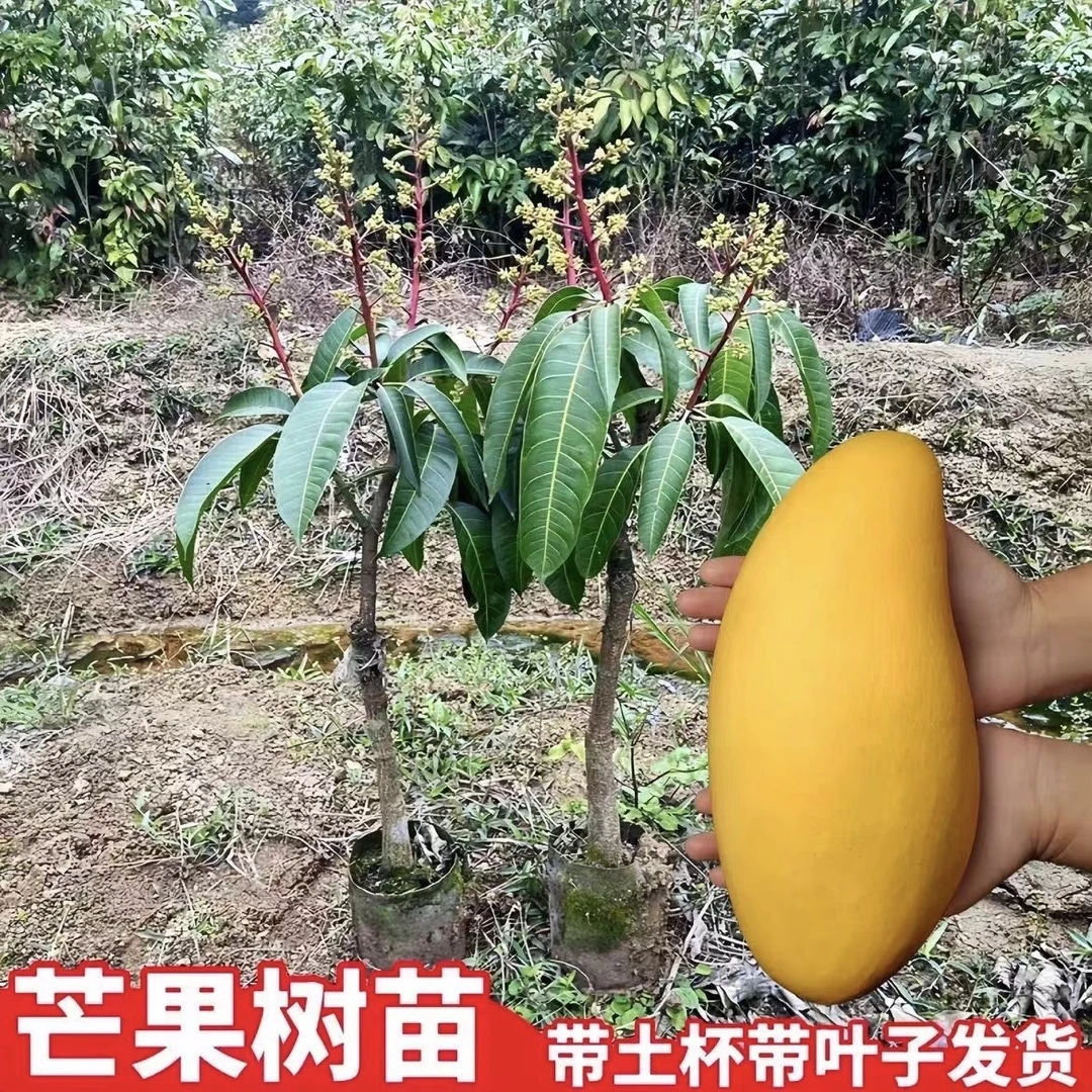 四季芒果树苗金煌台农芒红贵妃桂七芒奥芒嫁接苗庭院盆栽地栽种植