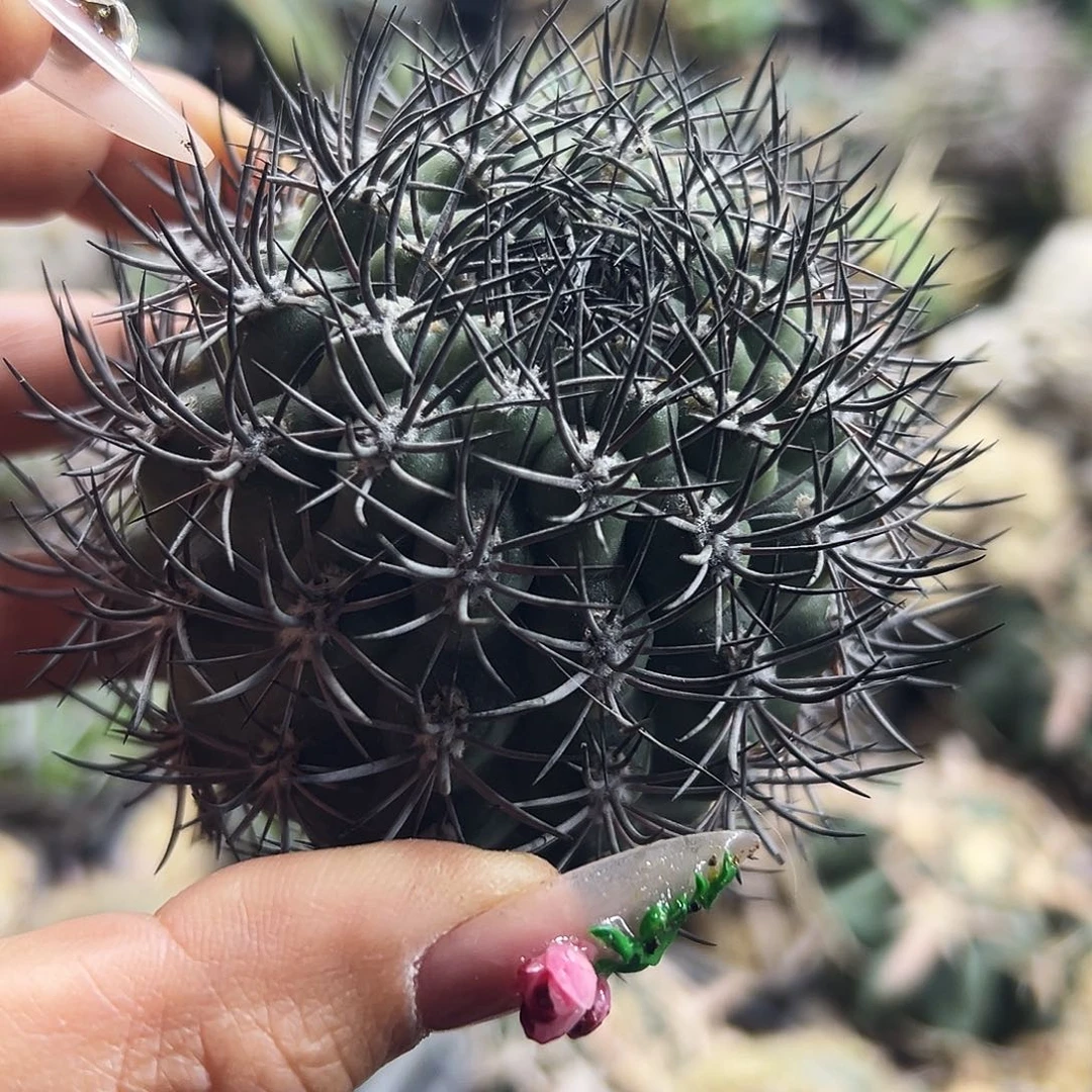 黑刺逆豹有根仙人球6666666