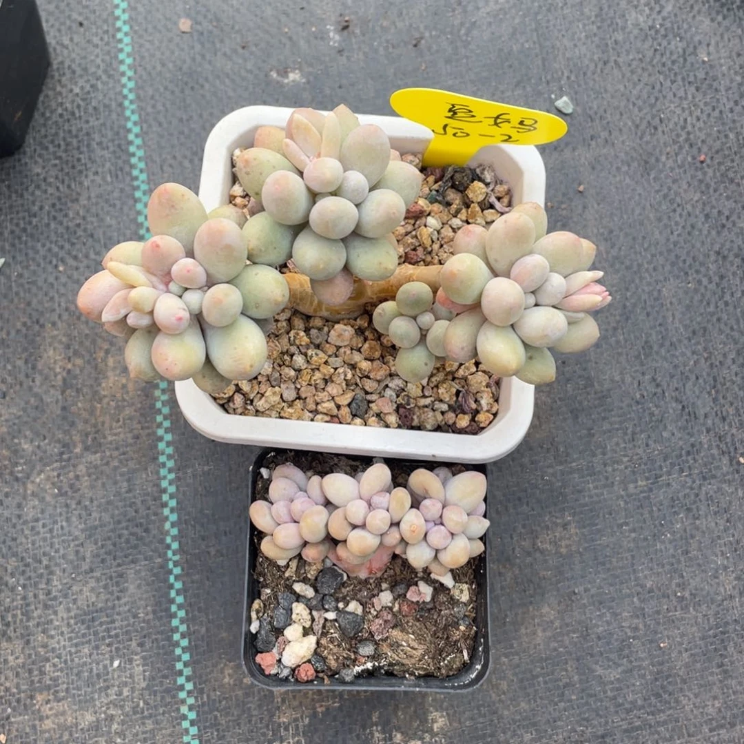 豆*桃花奶两个一组50