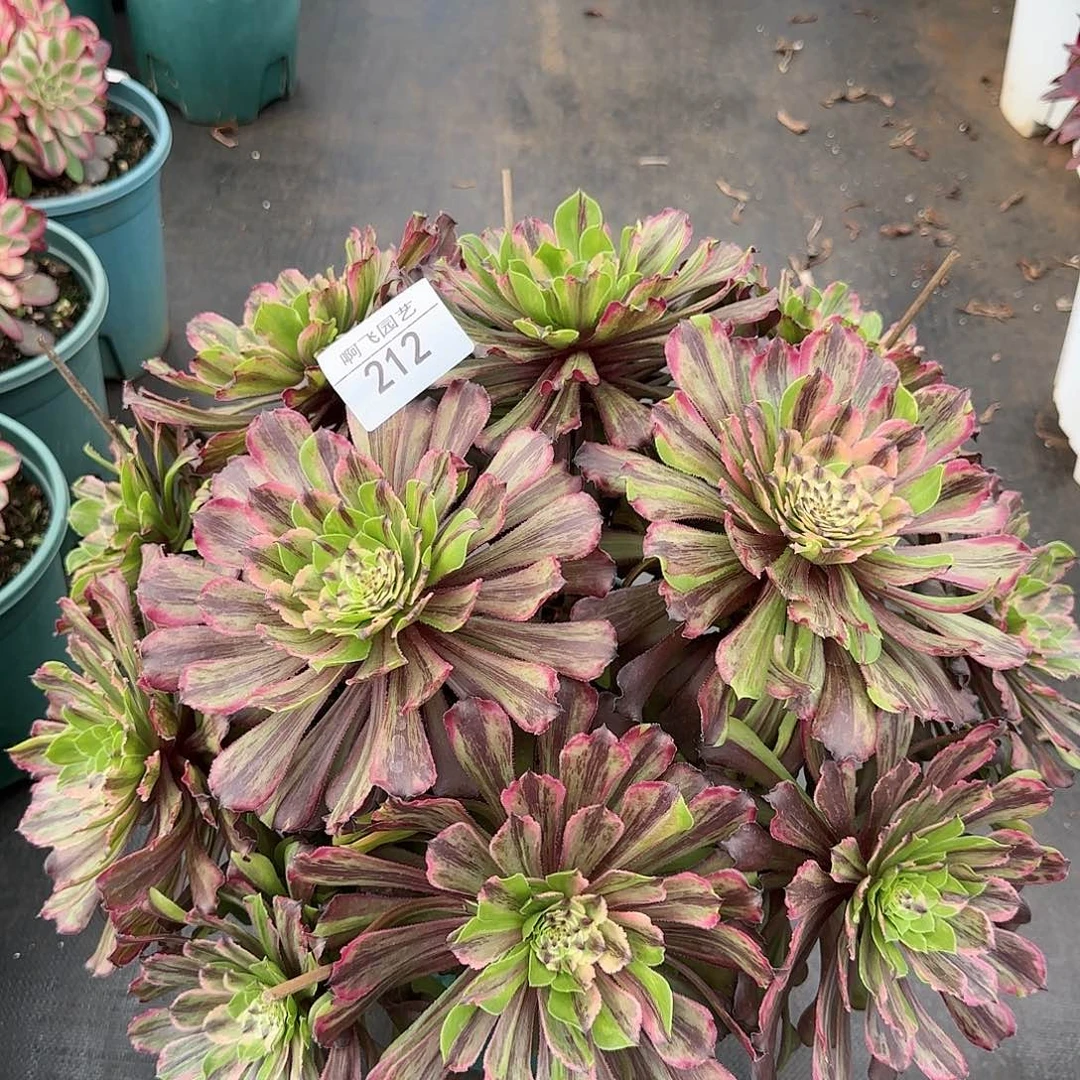 ?****@212多肉 萤火粉黛暂时寄养