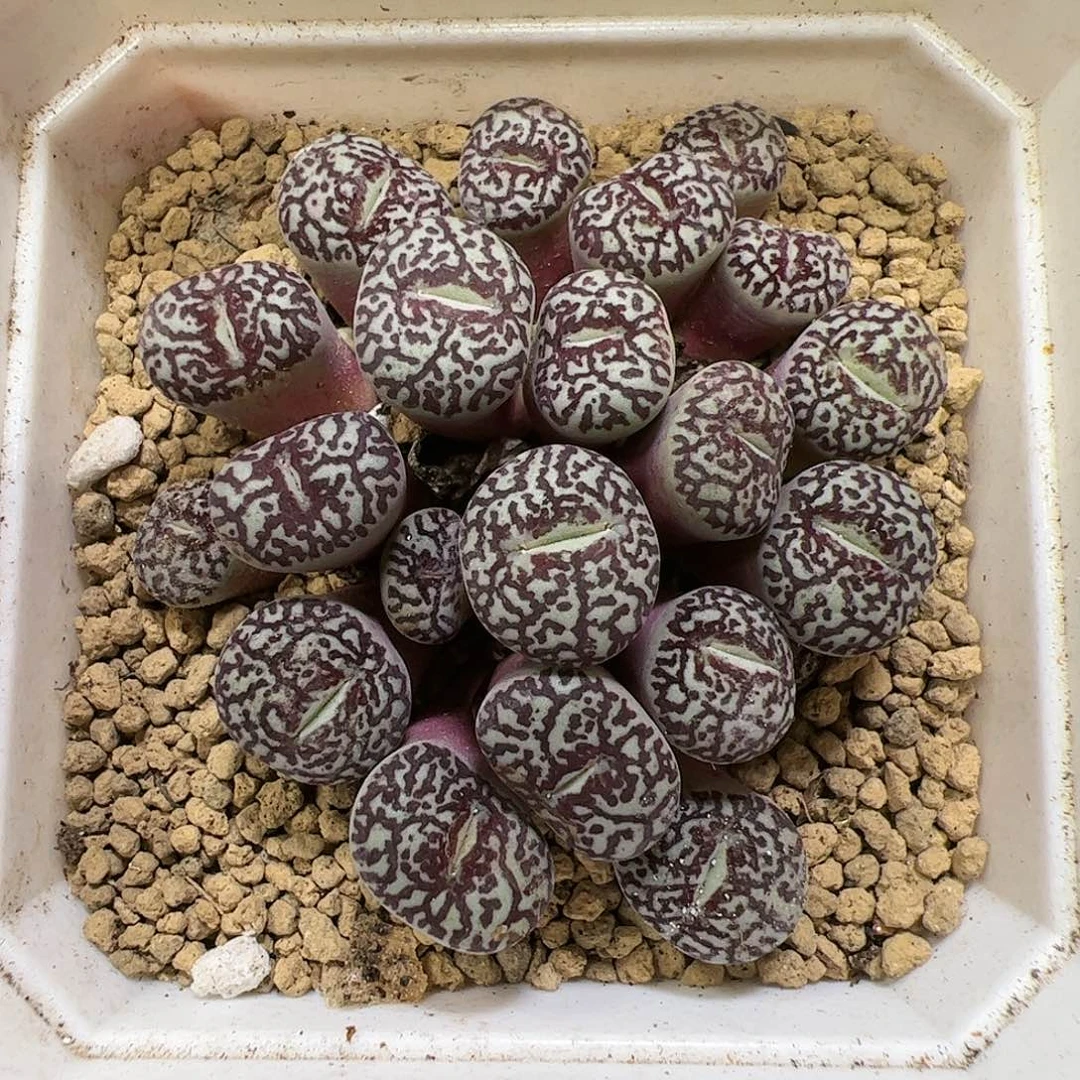 【闪购商品】28 满窗墨