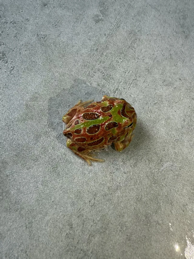 南美角蛙活体宠物观赏蛙绿角等多种角蛙红钟角蛙