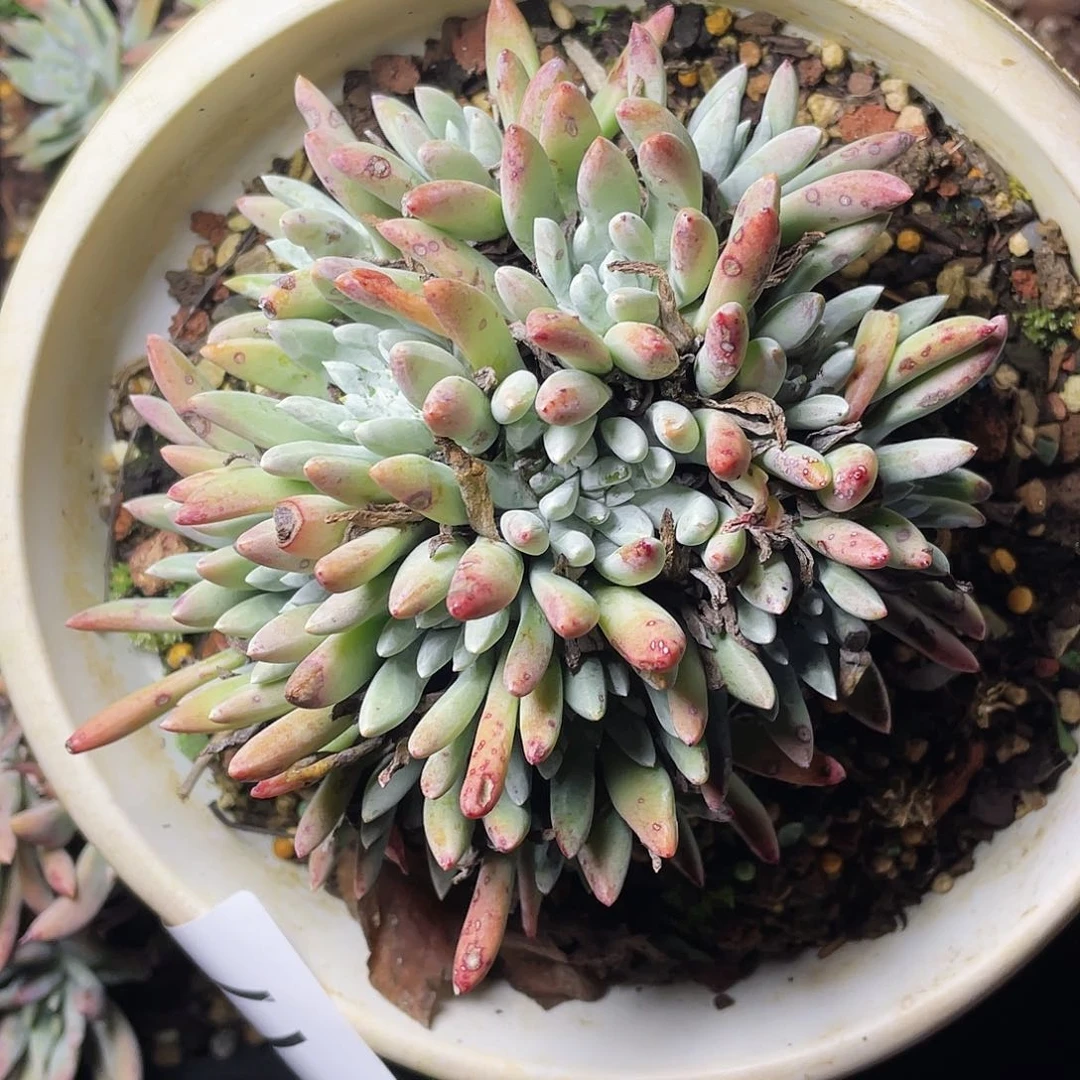 仙女杯老桩多头3117