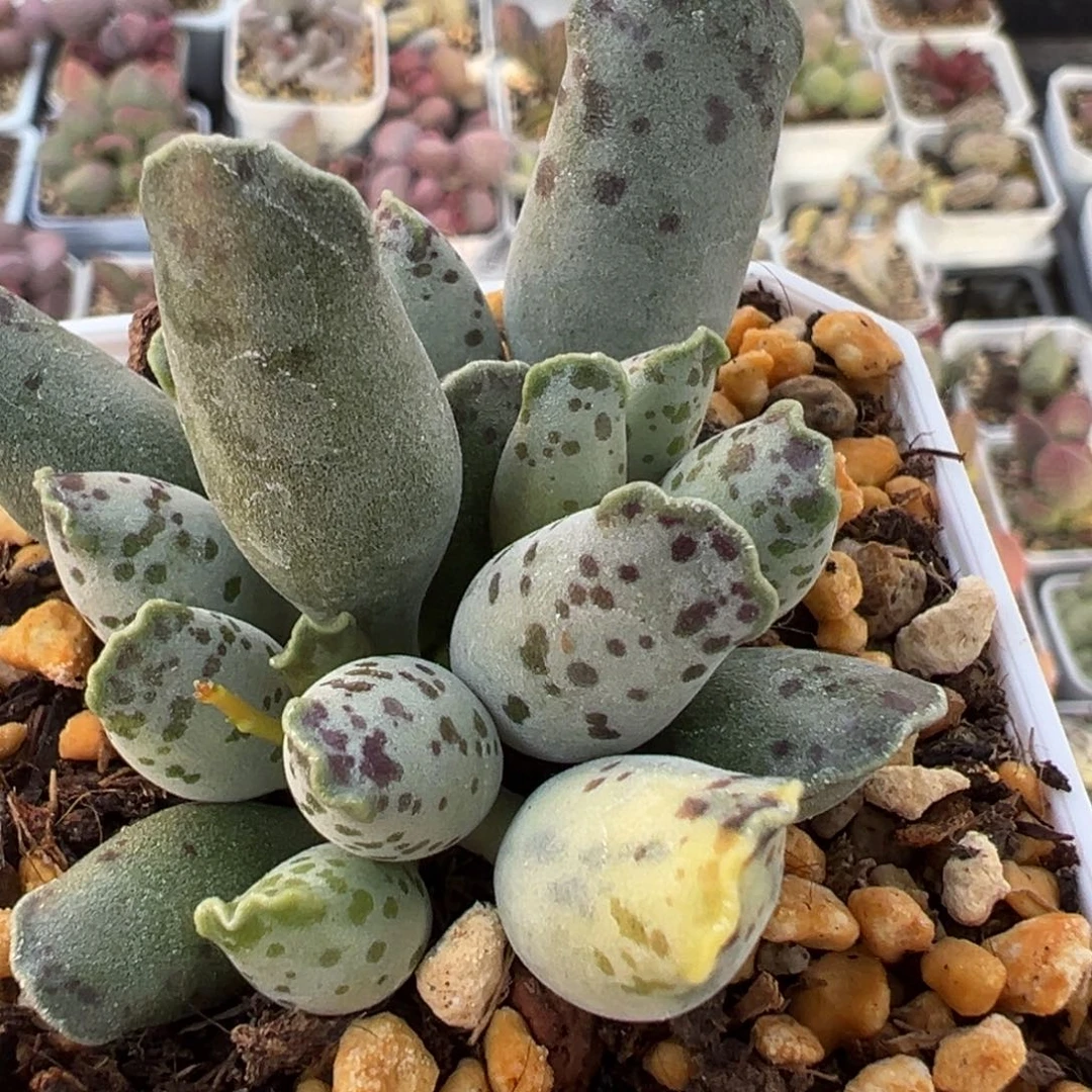 豪***?海豹锦亮光锦多肉植物