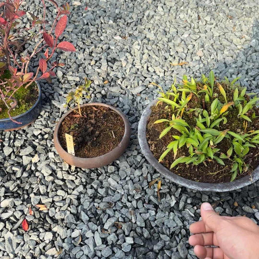 万***意全场盆景两颗草包邮