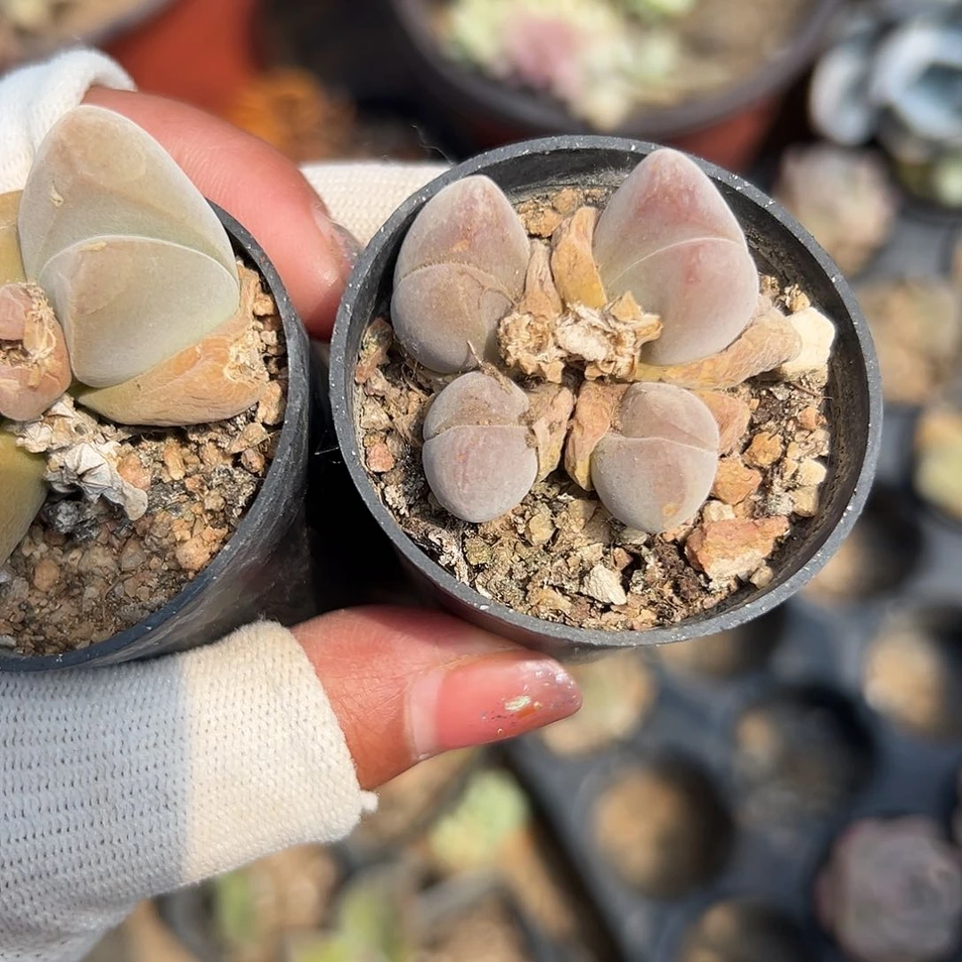 多肉植物多肉植物