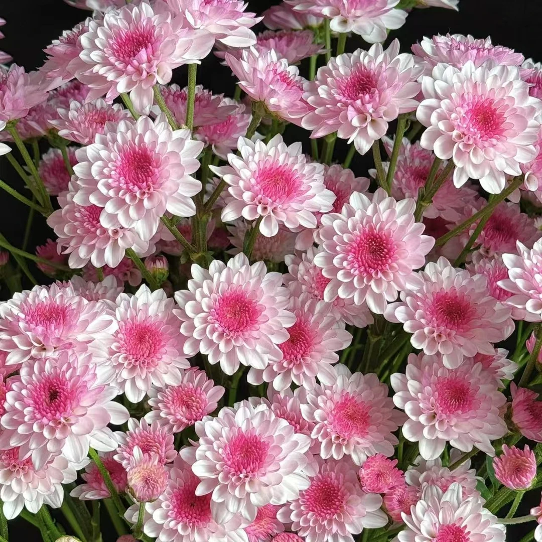 南农丹心小菊花盆栽庭院阳台花卉植物多年生易爆花