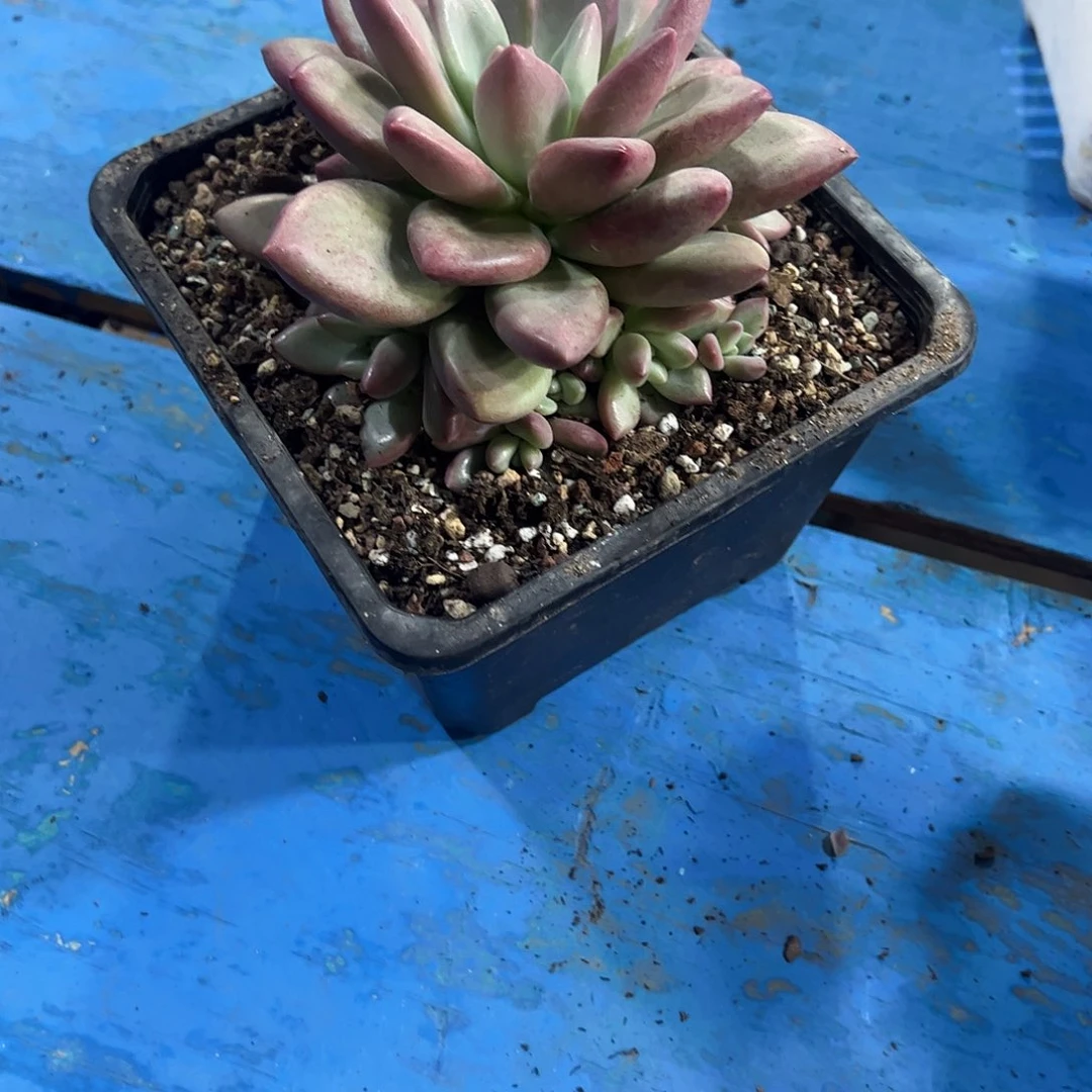 明***美赫本露斯多肉植物