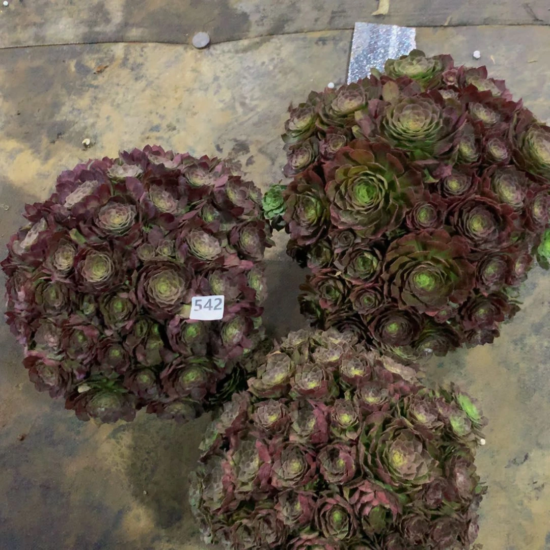 【闪购商品】542万圣节三颗