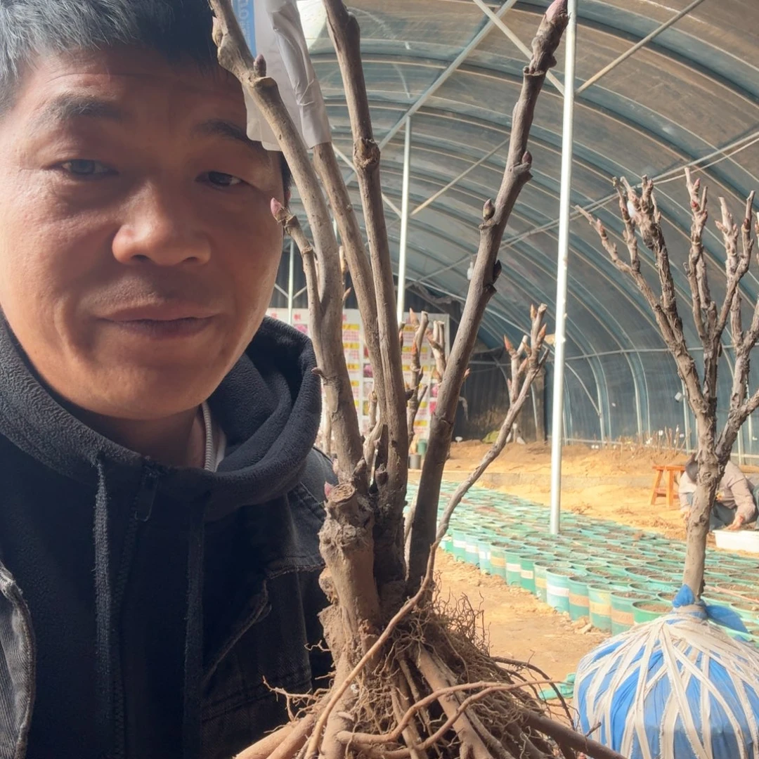 擎天粉牡丹03。