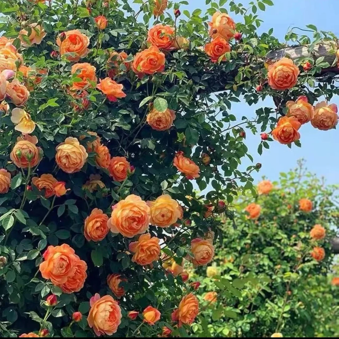 【夏洛特夫人】爬藤月季大花浓香藤本植物庭院阳台多季开花