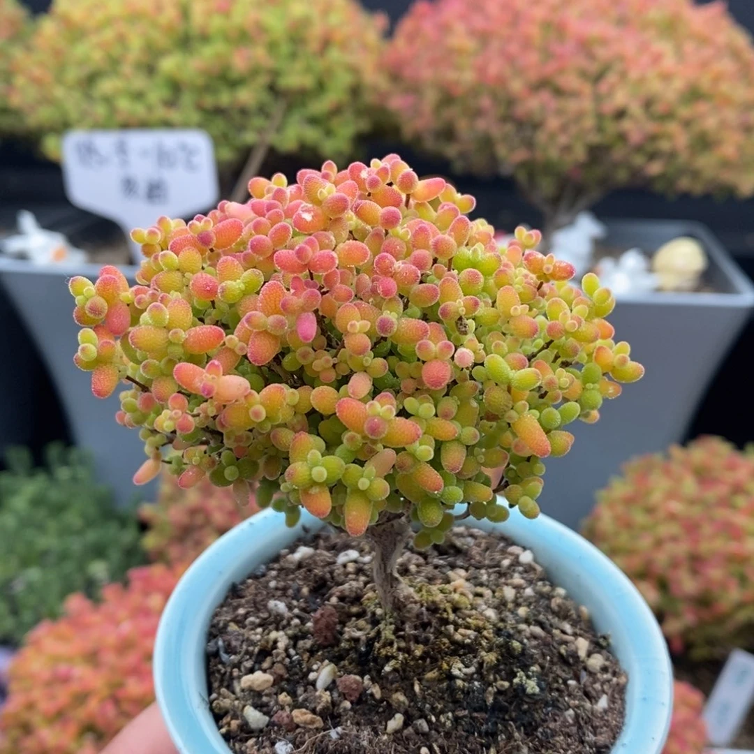 无花朵20号蜜橘糖球（带盆）