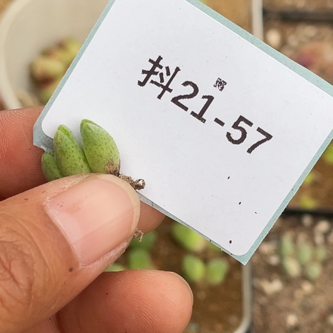 ?****猩21-57肉锥多肉植物