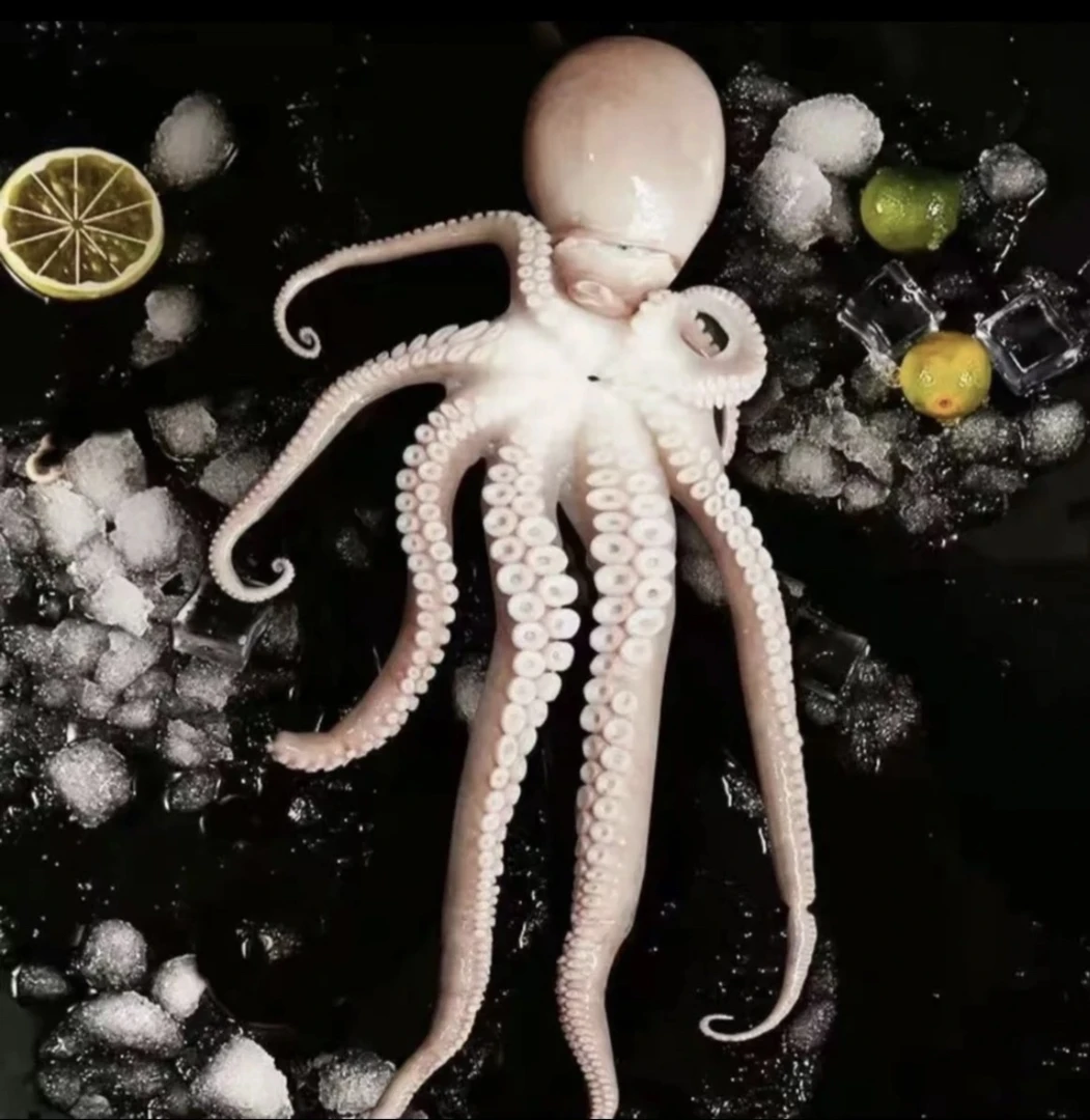 长腿章鱼 新鲜冷冻整只八爪鱼 海鲜火锅食材