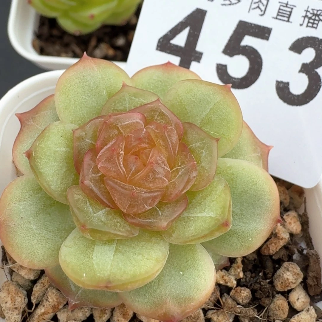 开播福利         多肉植物