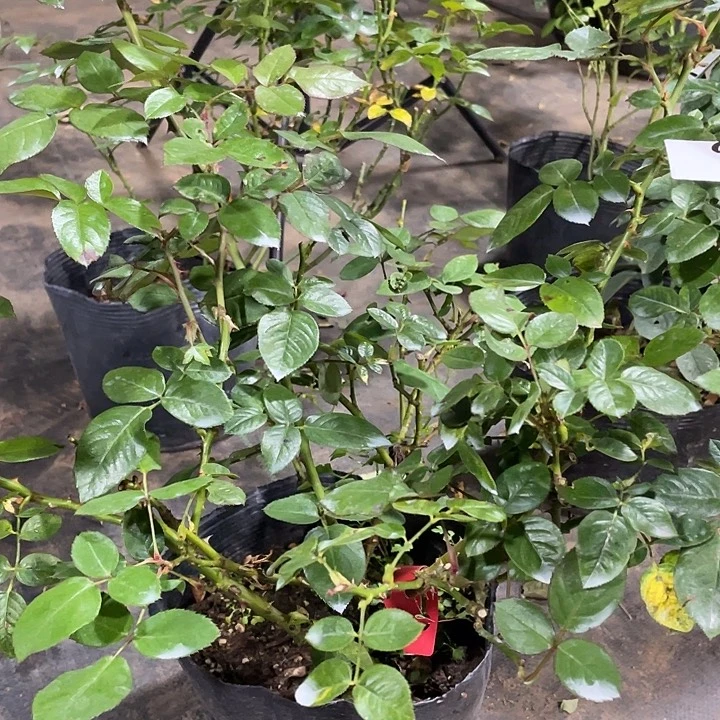 少量花朵（建议范围：2朵-5朵 或40%以下）9北方香水