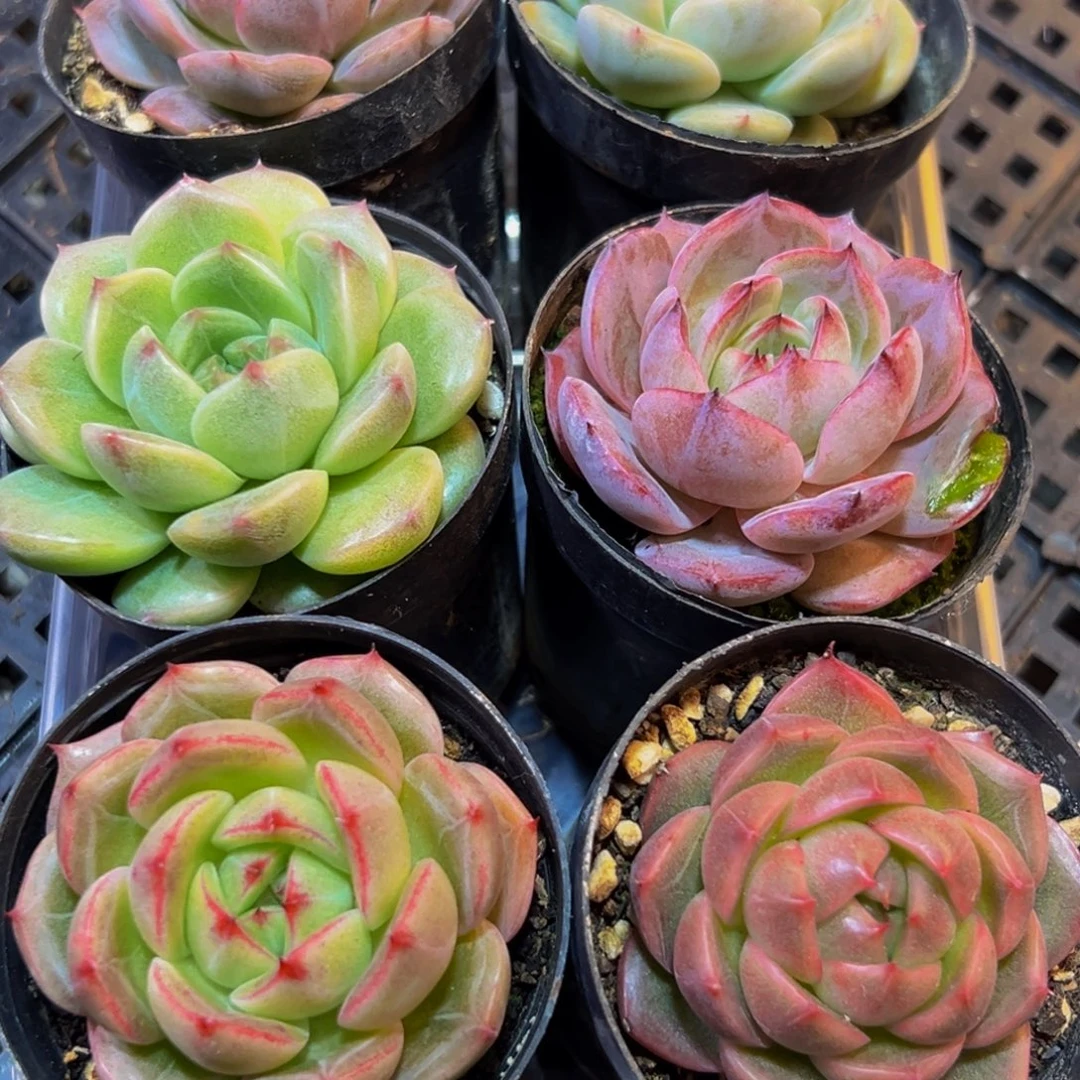 320多肉葡萄的价格是多少啊哈哈