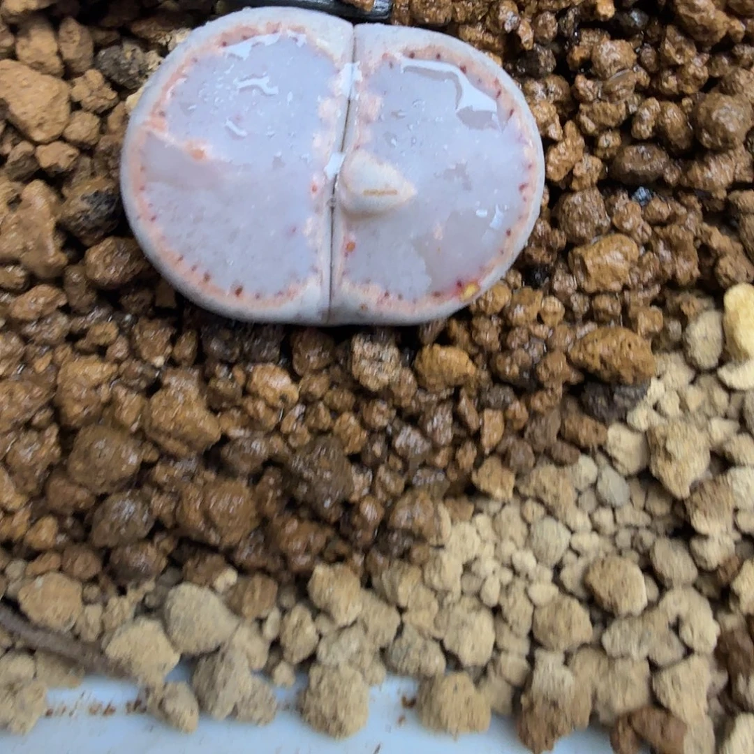不用我送去啦的嘛034是