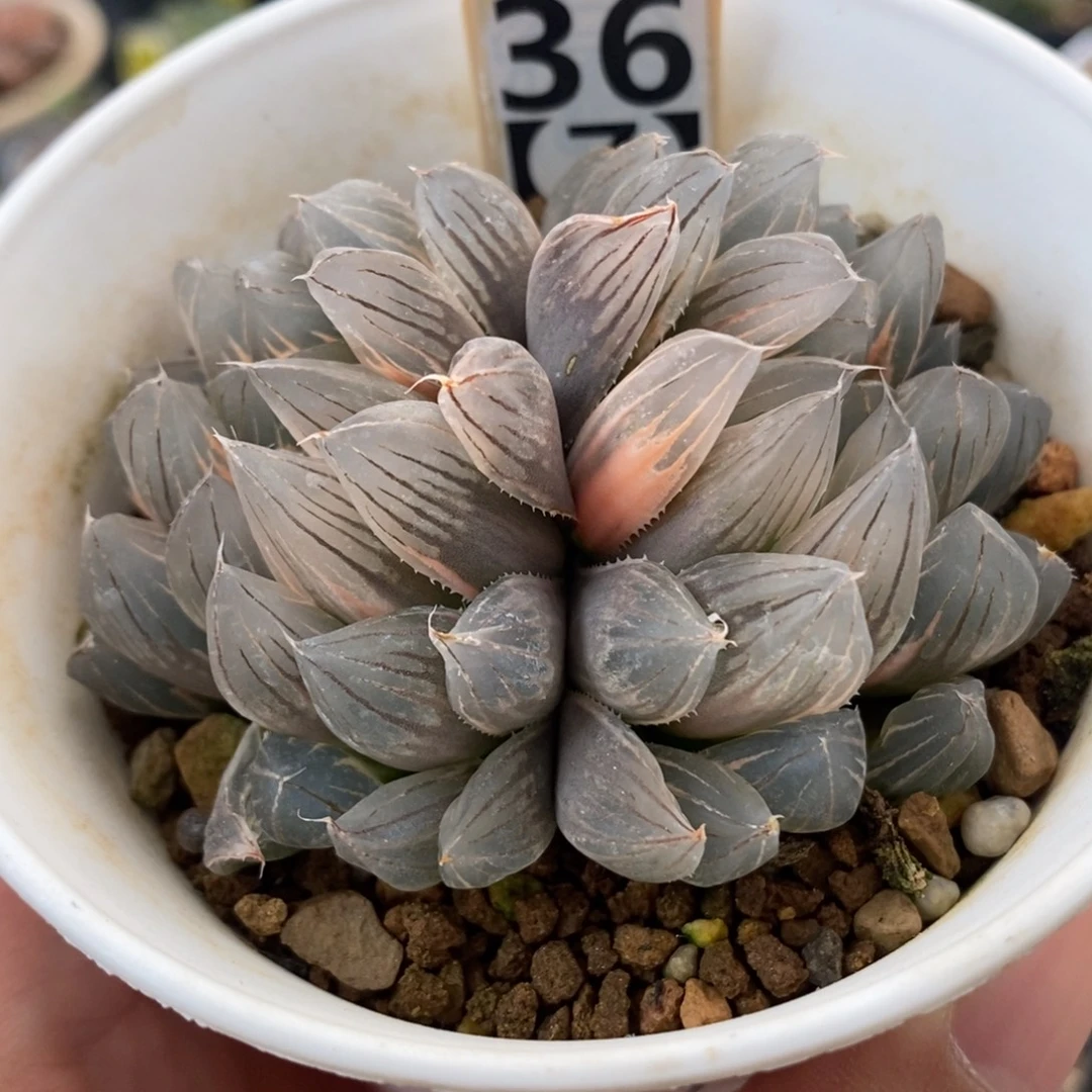 36糊斑霓虹灯玉露锦