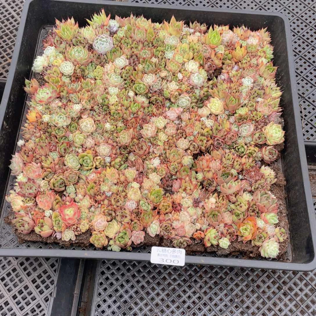 云糖心多肉植物300