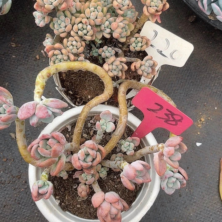 晨语多肉，一物一拍220.238