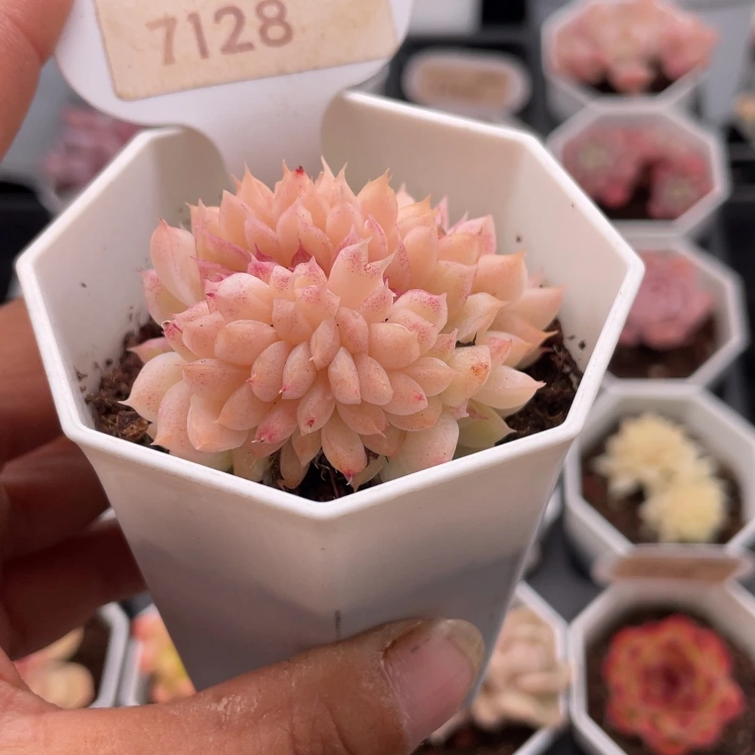 桃熏女王缀7128-5.0厘米