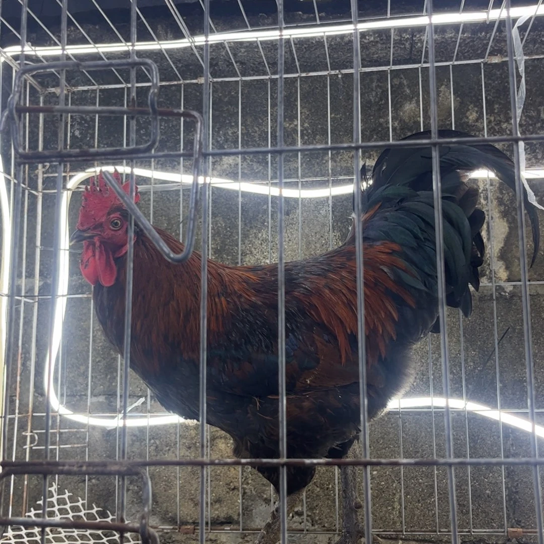 风***举长尾鸡凤凰象限土公鸡一只