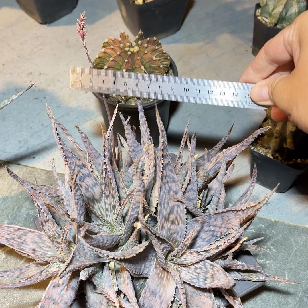 圣诞芦荟一物一拍