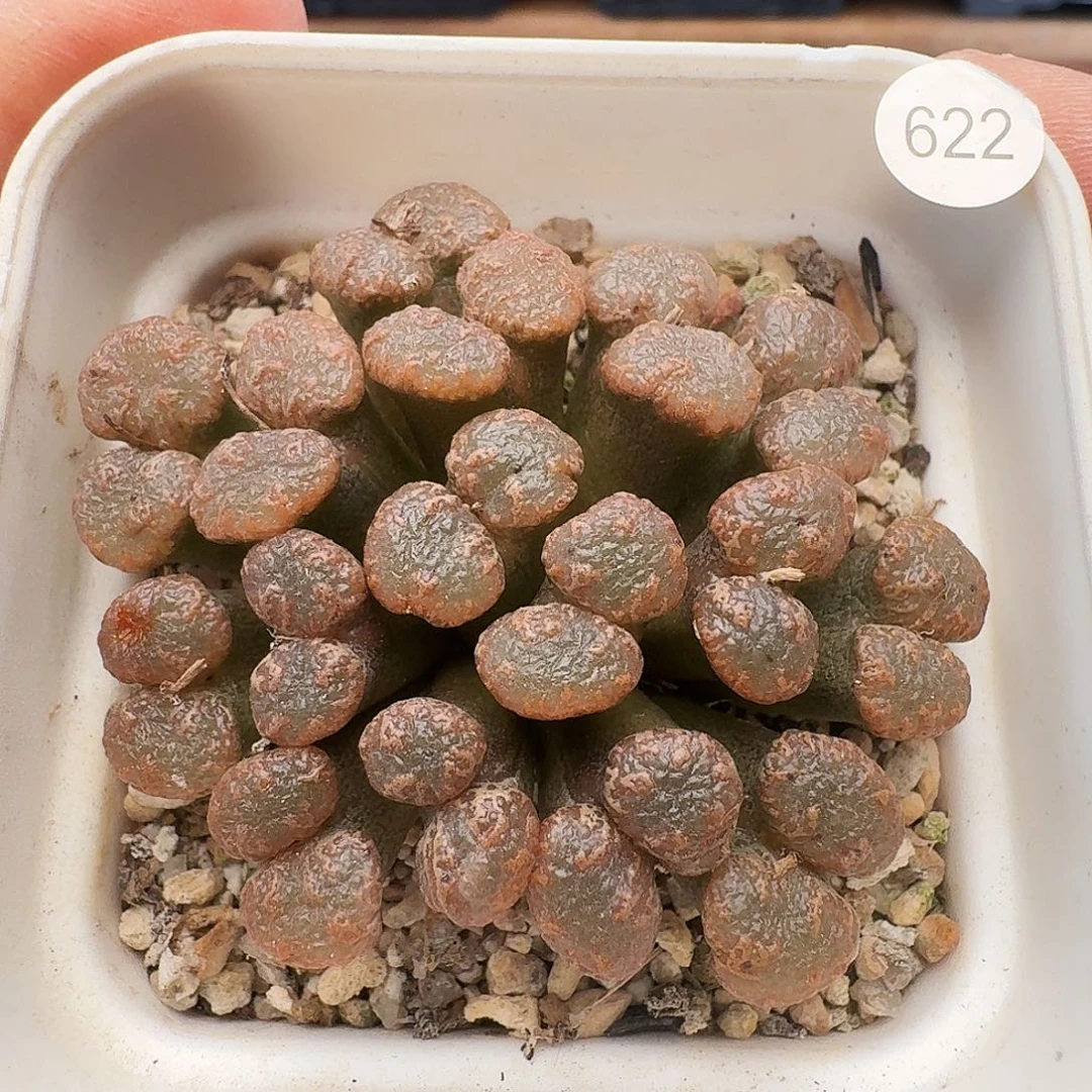 多肉植物福利肉锥622