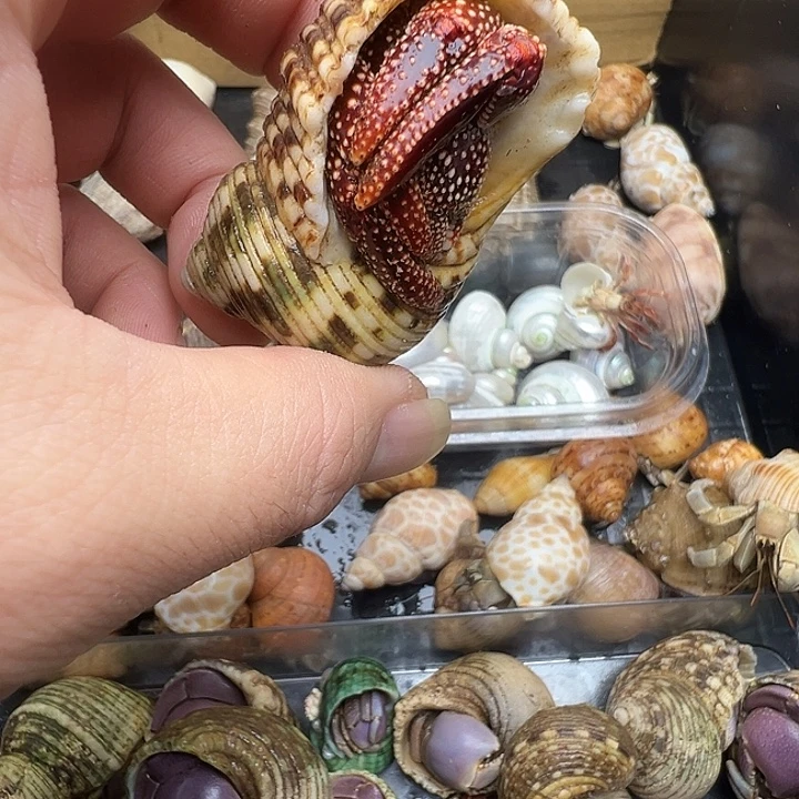 3口黑莓一只包活不包全品