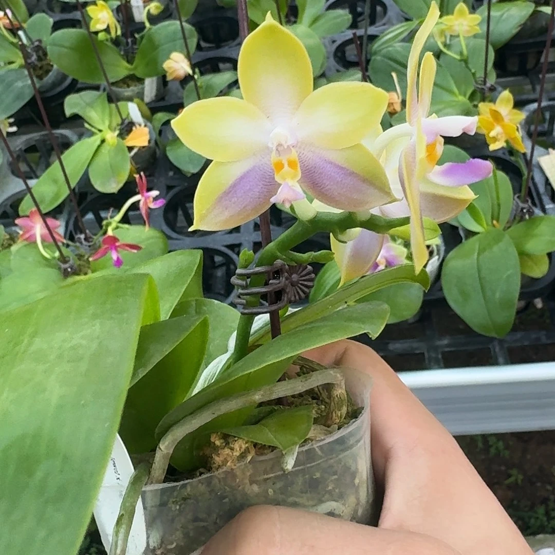 当前无花栽培后可以开花l800 瑕疵2.5n6505