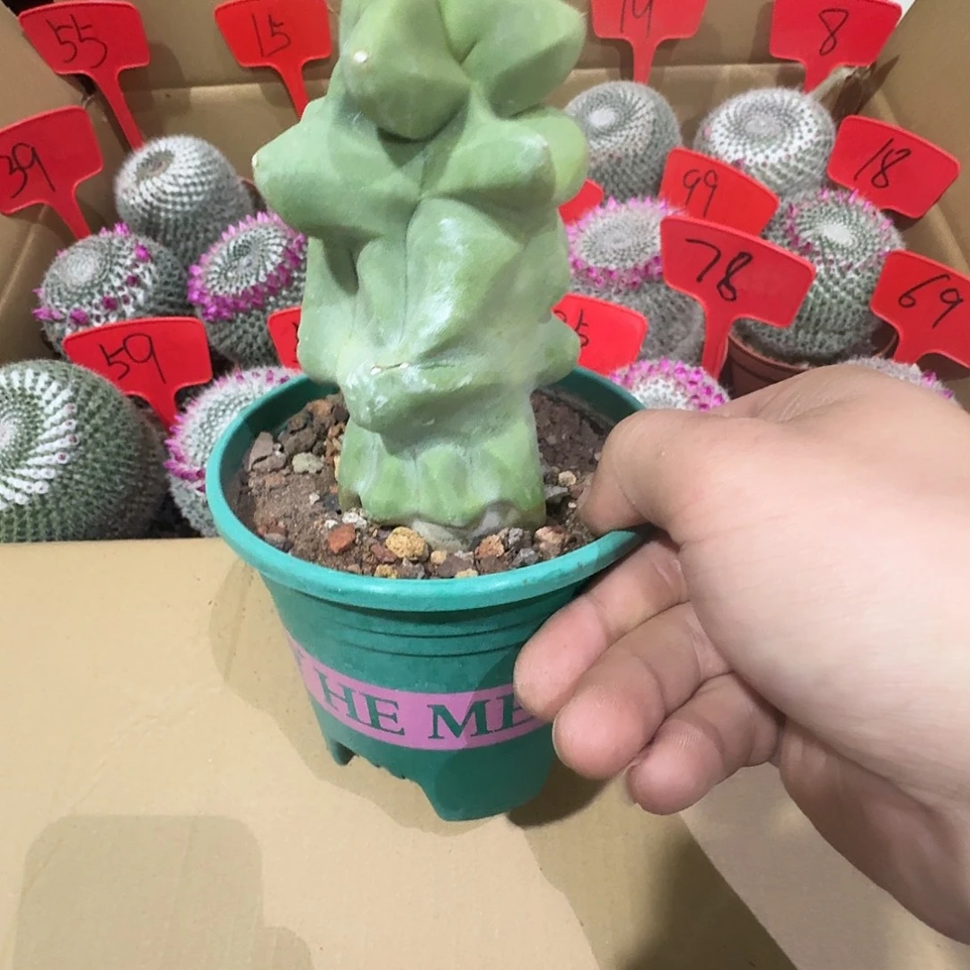 吮***屁包邮上帝阁一颗