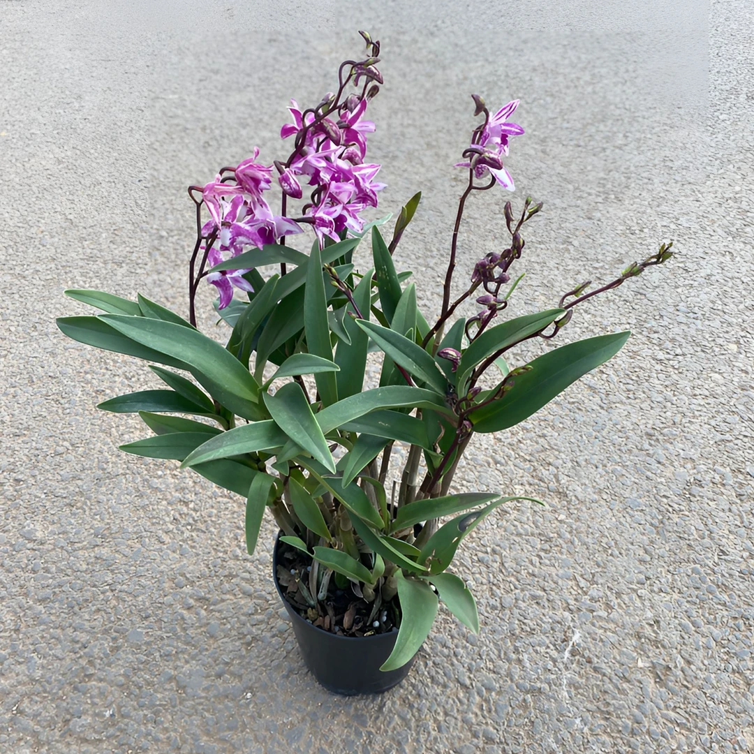 澳洲红魔王石斛兰盆栽花期长多年生室内外阳台好养彩色泼墨春石斛