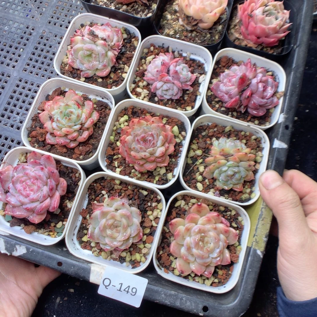 无花朵Q149。uyyyyyyyy