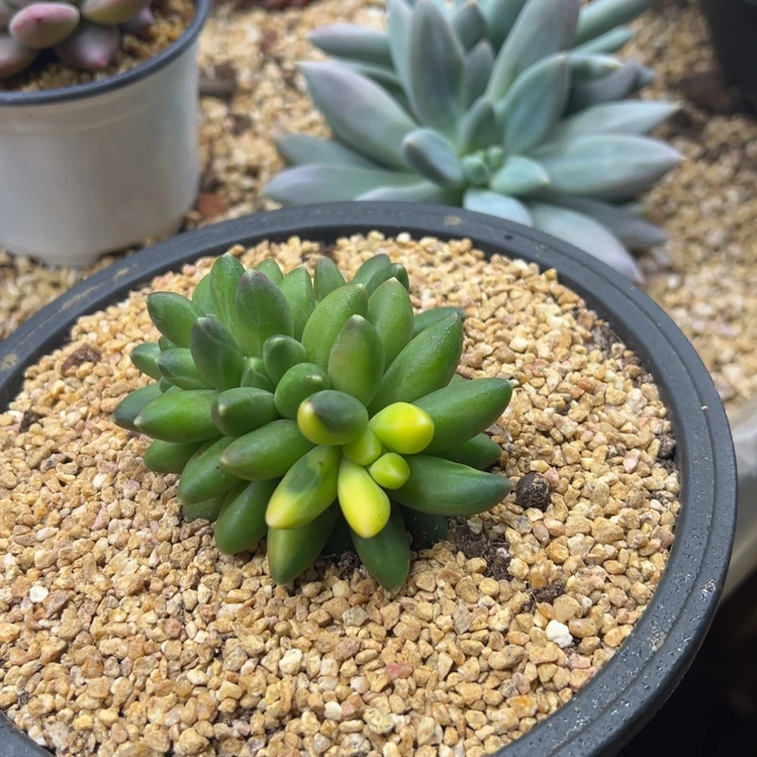 千代田之松 锦 夏鸣园艺