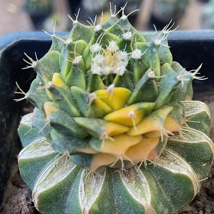 无花朵福利散斑蒂冠锦191