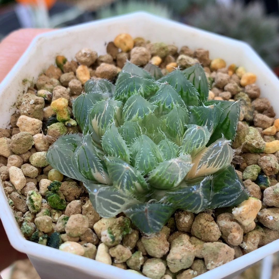 冰魄玉露锦，带盆一起