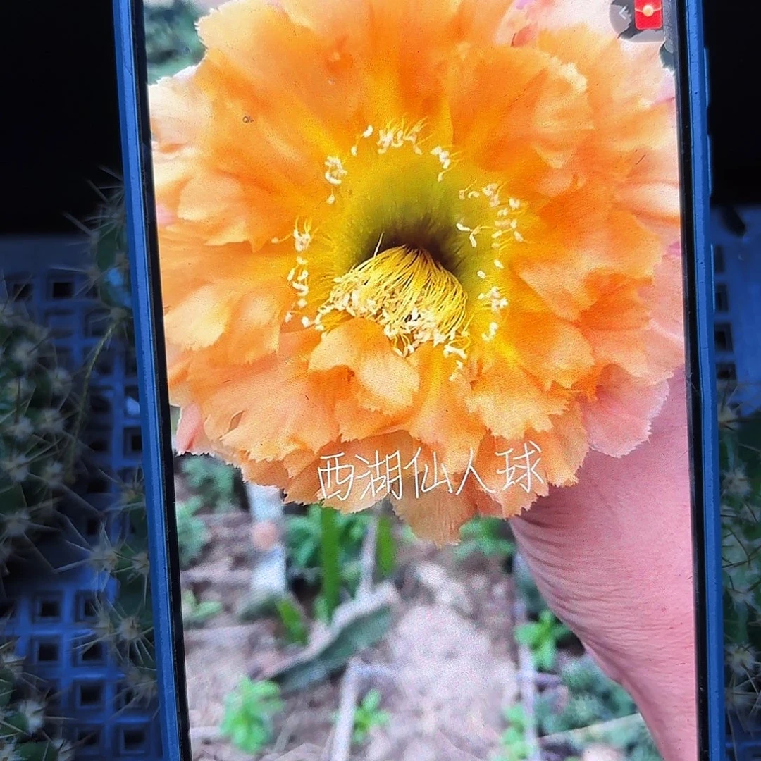 069无根侧牙高5公分46