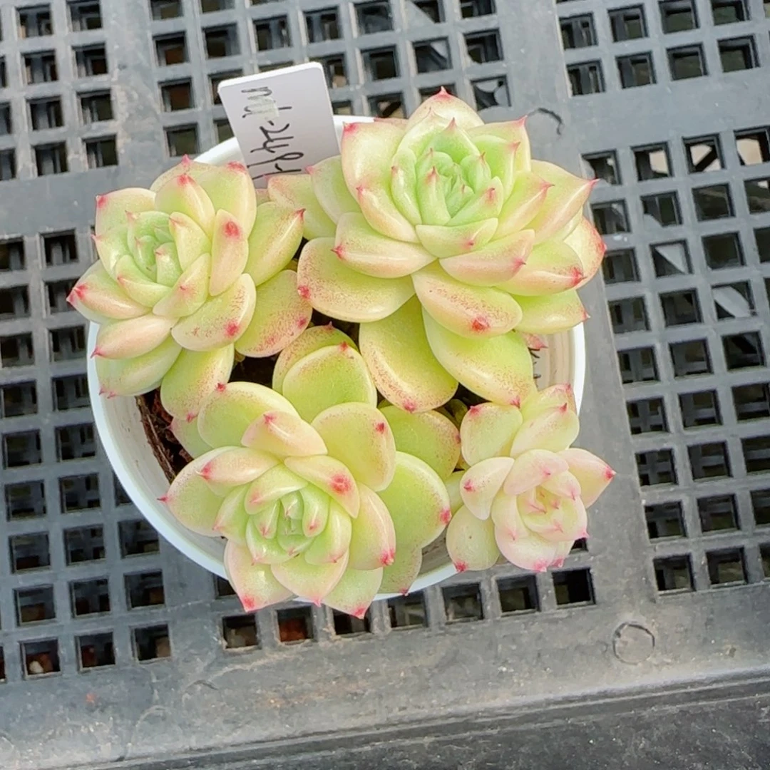 士****ᵎ【闪购商品】0305-48（m1-249-1）