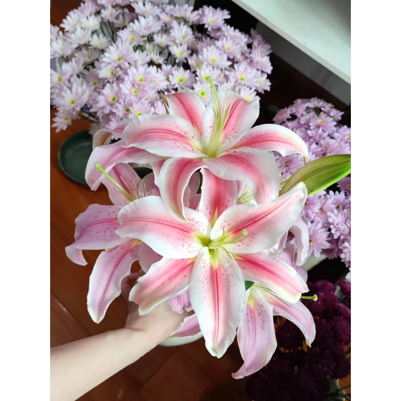 【罗曼蒂克】香水百合 一单包邮 云南鲜花昆明基地现采现发